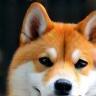 お客様 山田智子様 と 愛犬 もも